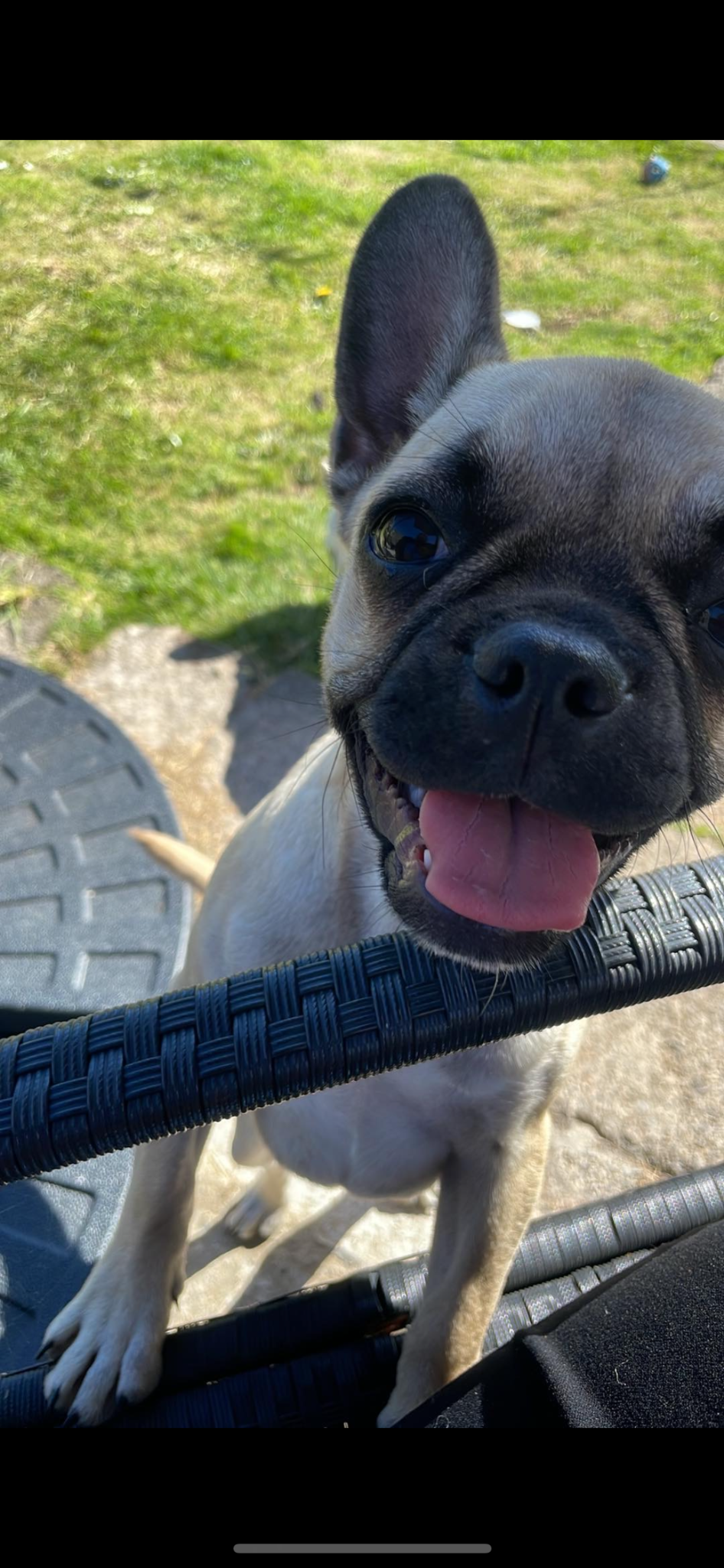 Happy dog closeup